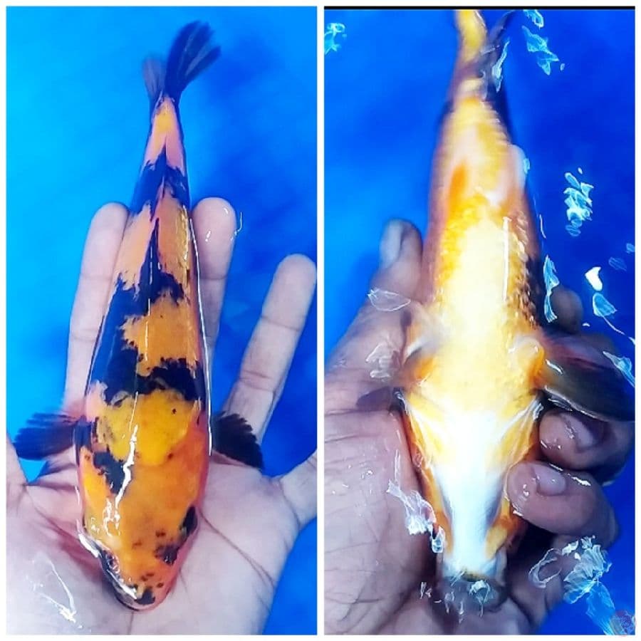_BUMI 10_ HI UTSURI