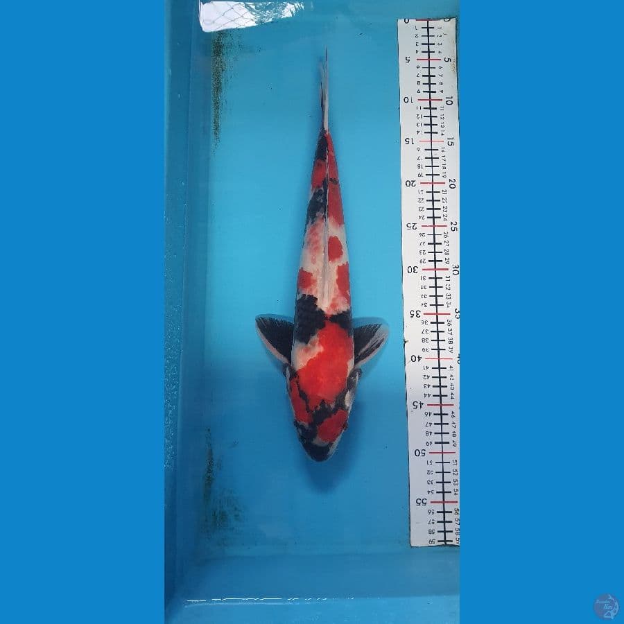 showa 43Cm