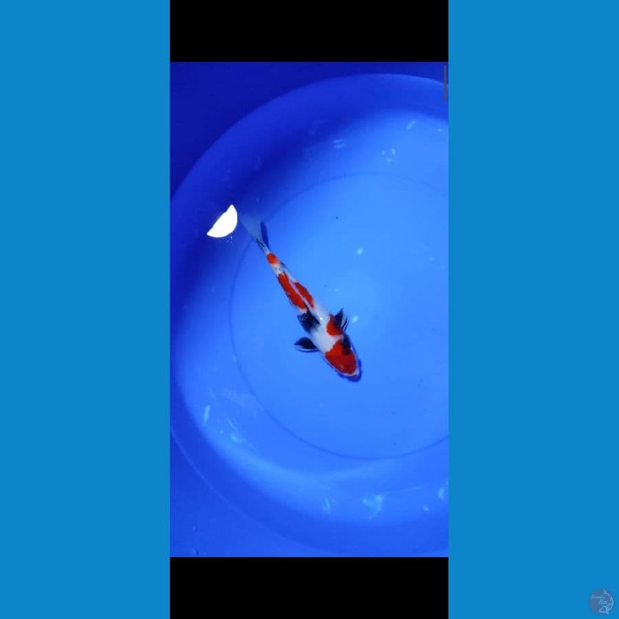 SHOWA-25 CM