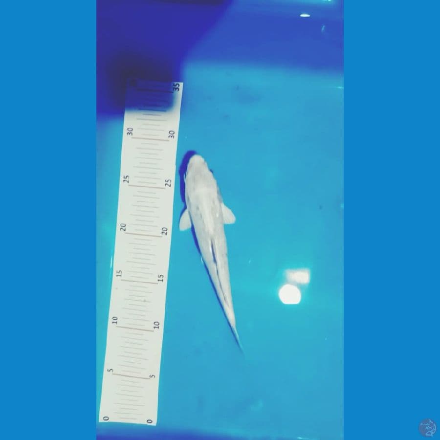 20 CM.PELATITUM ANTIKAN .