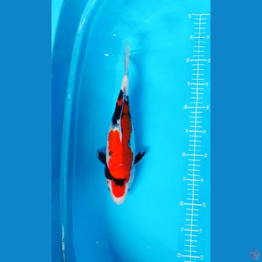 showa 32 cm