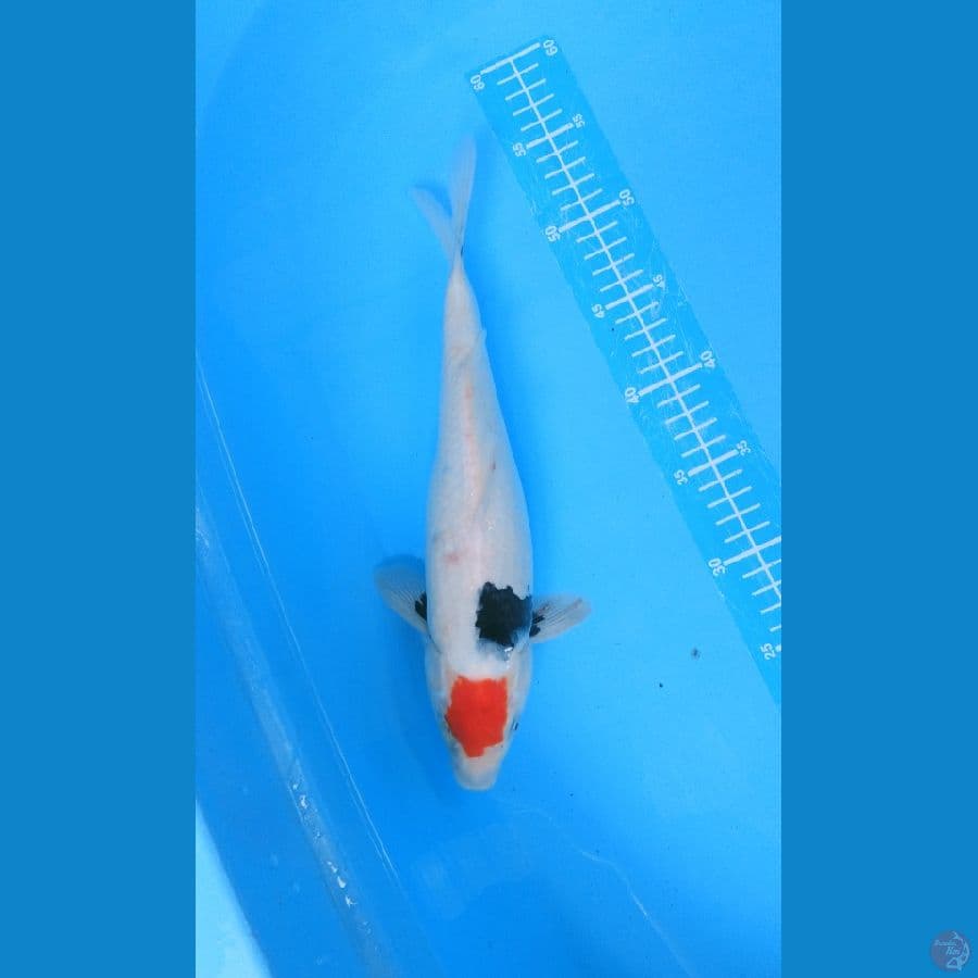 Tancho Showa Original 33 cm