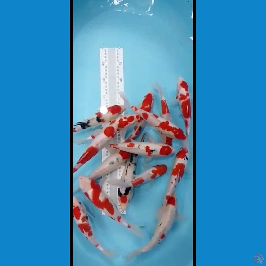 mixs kohaku sanke 22 25cm 15 ekor