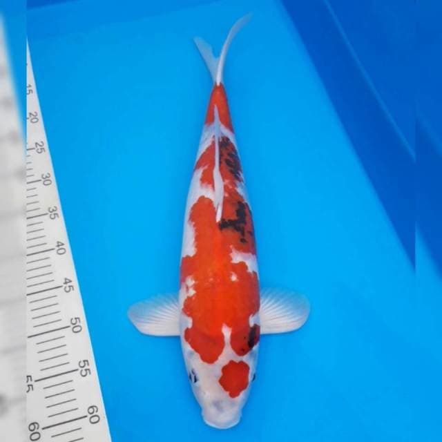 Showa import non-serti