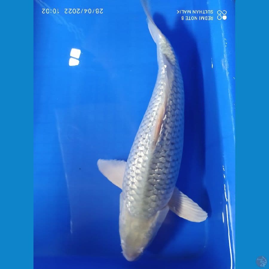 soragoi ginrin 39 cm