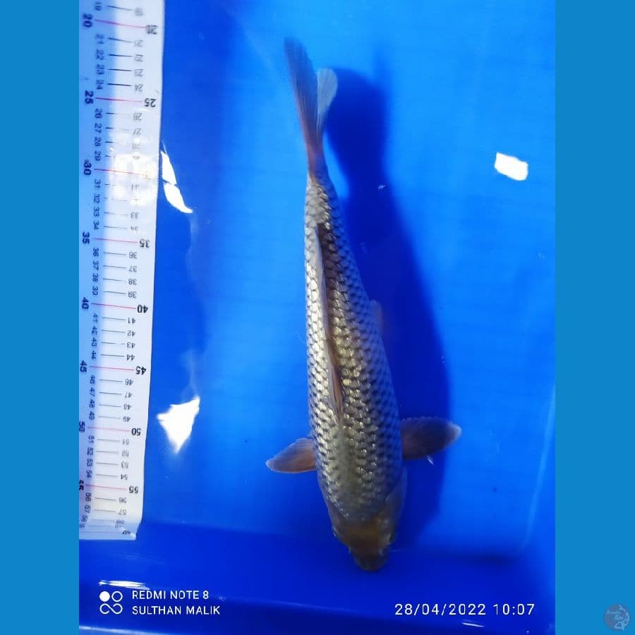 soragoi ginrin 37 cm