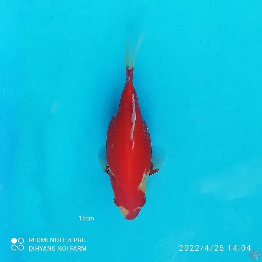 TAMASABA 15CM