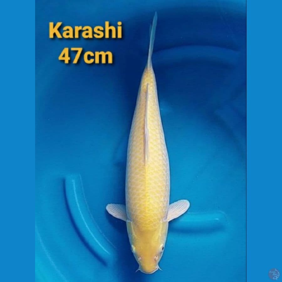 AKAME KARASHI 47CM FEMALE JUMBOO