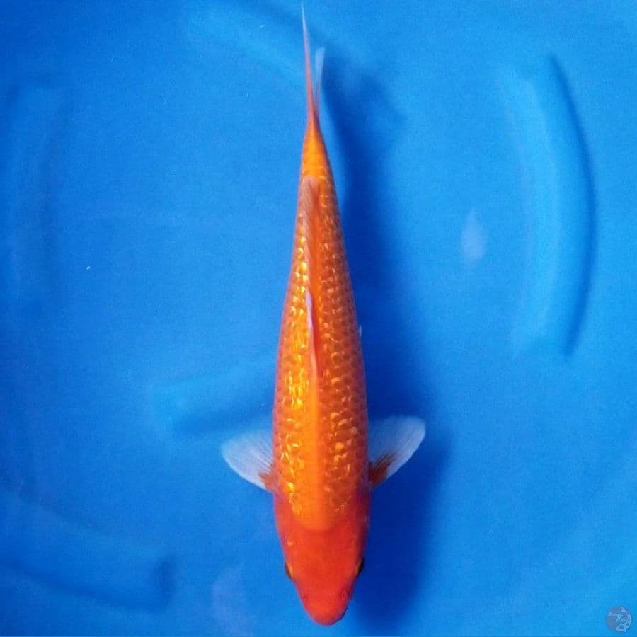 AKAHAJIRO GINRIN 36 CM MALE