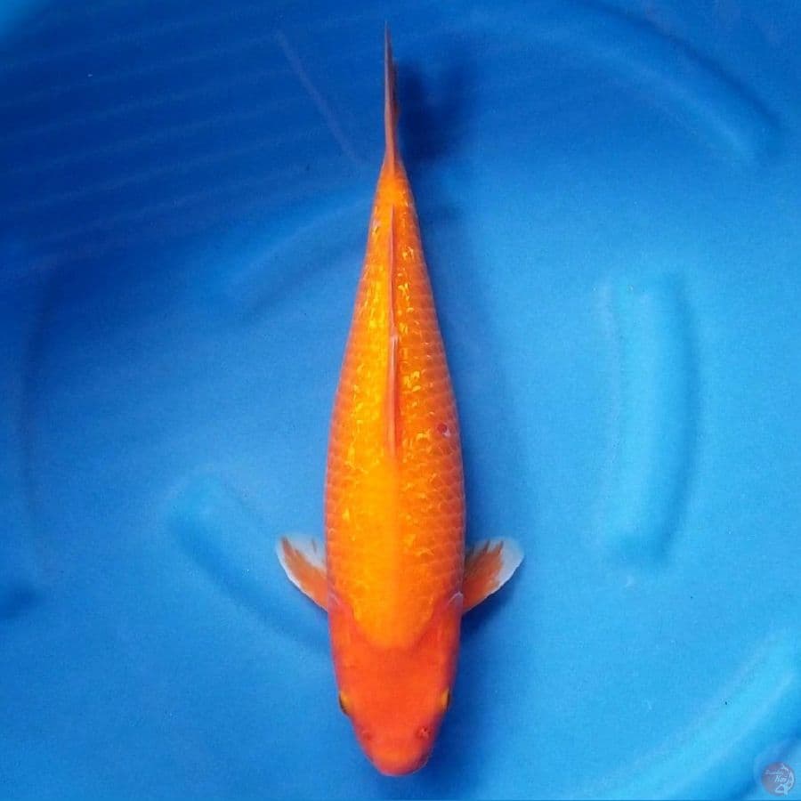 AKAHAJIRO 39 CM FEMALE