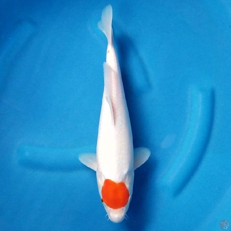 TANCHO KOHAKU 34 CM FEMALE