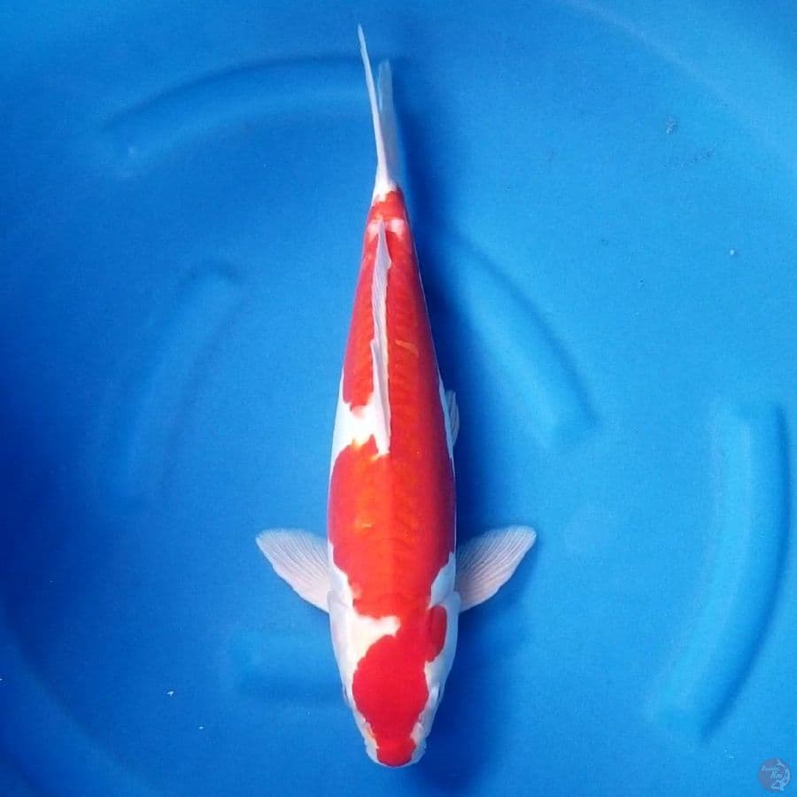 DOITSU KOHAKU 41 CM MALE