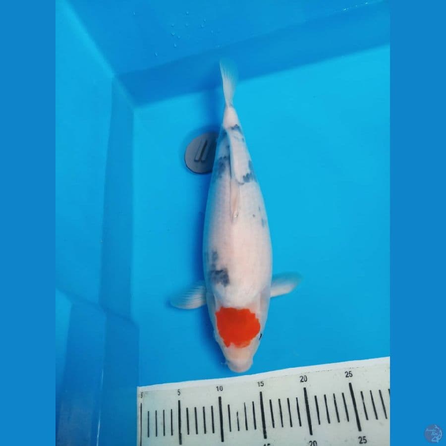 tanco showa 44cm bulky