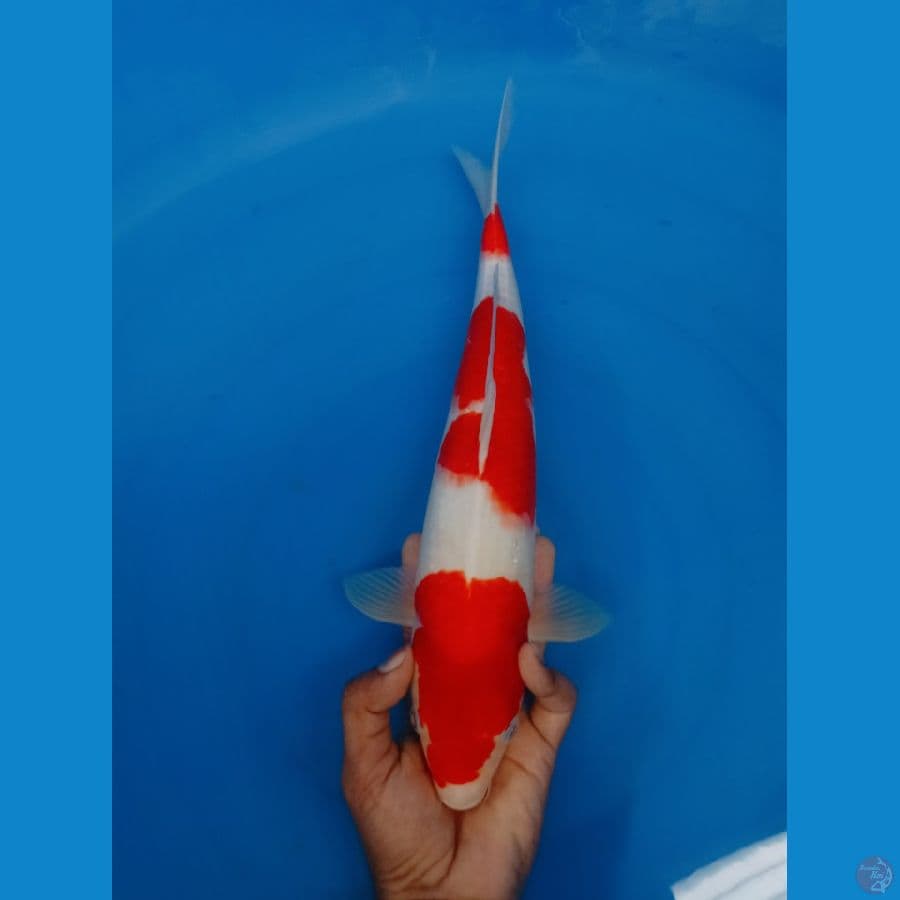KOHAKU HQ 40cm