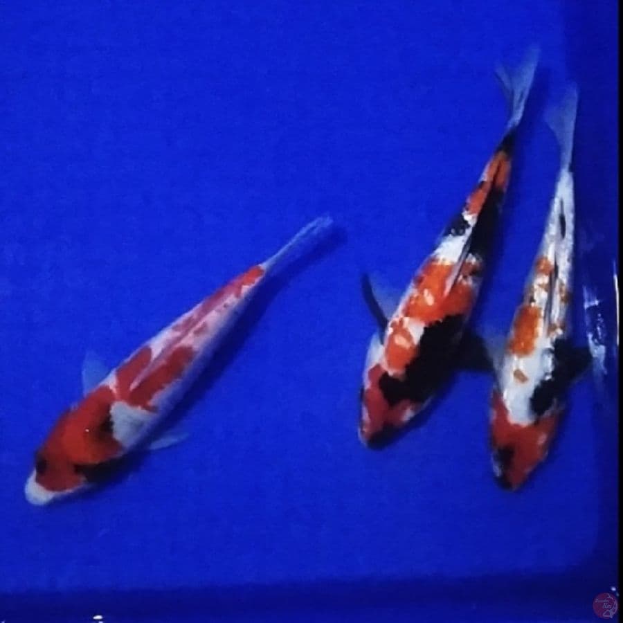-B. RB 01- pkt showa mix ginrin