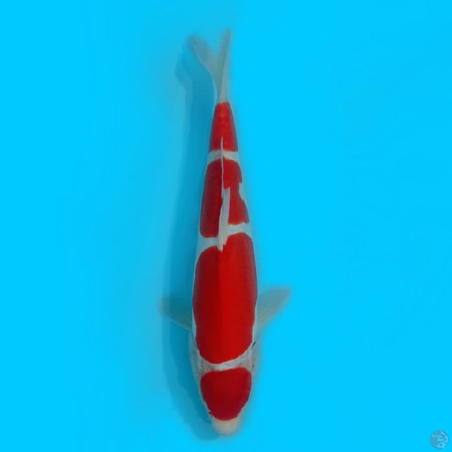 KOHAKU DOITSU MURNI 35cm