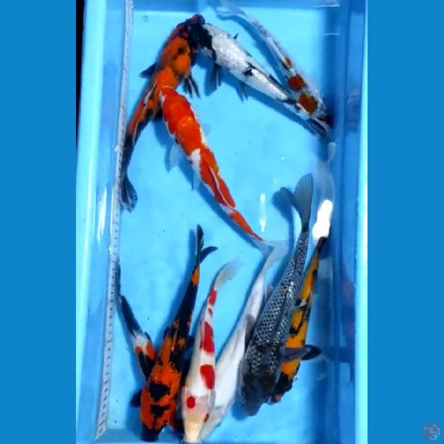 25-31cm 10ekor paket mix