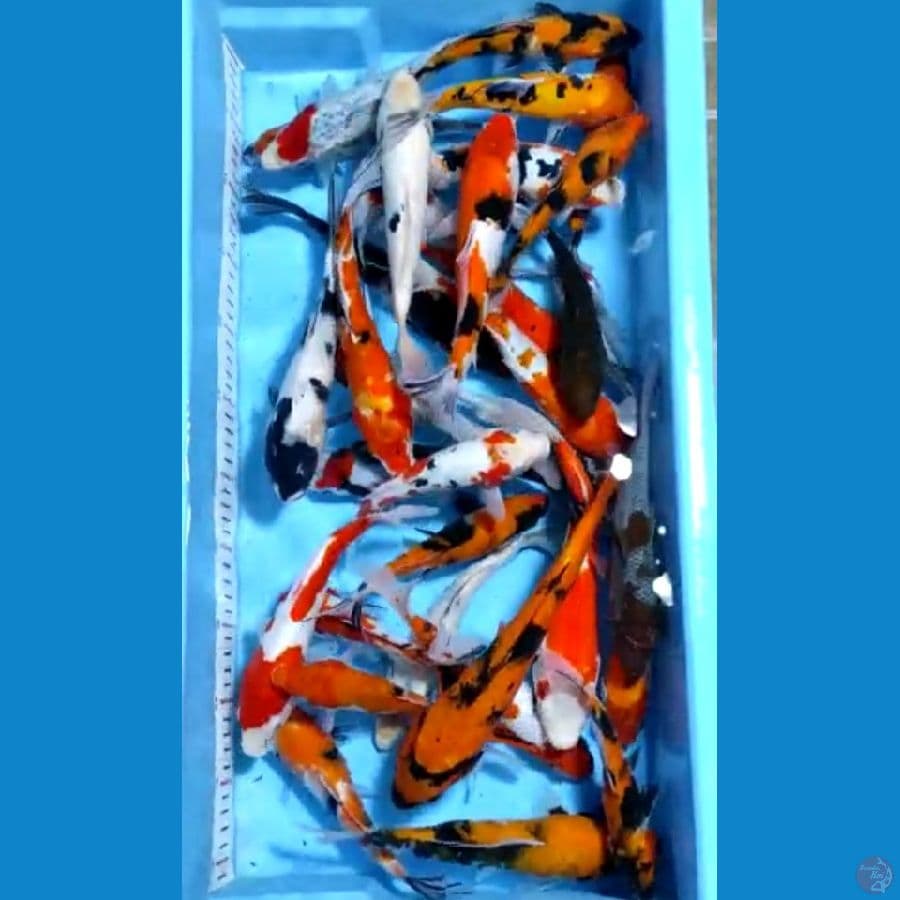 16-27cm 33ekor paket mix
