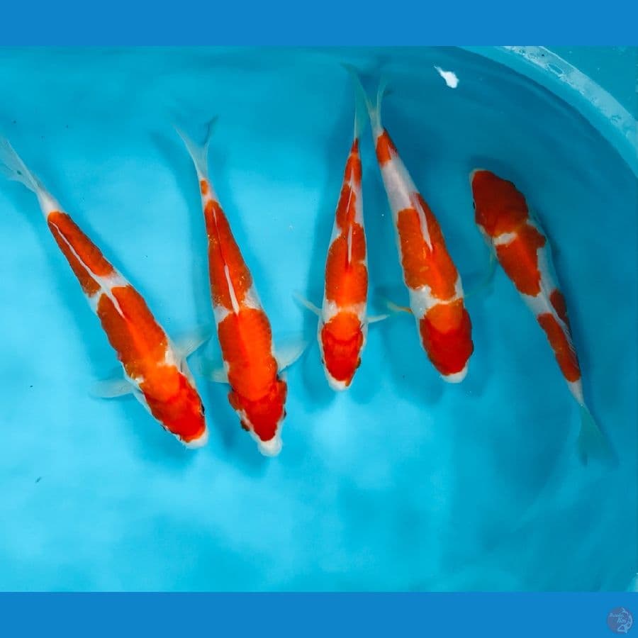 paket kohaku, 20 up