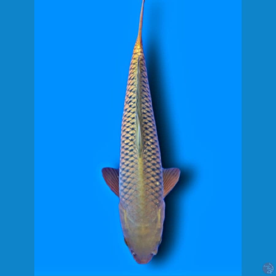 CHAGOI PRIA 38 CM