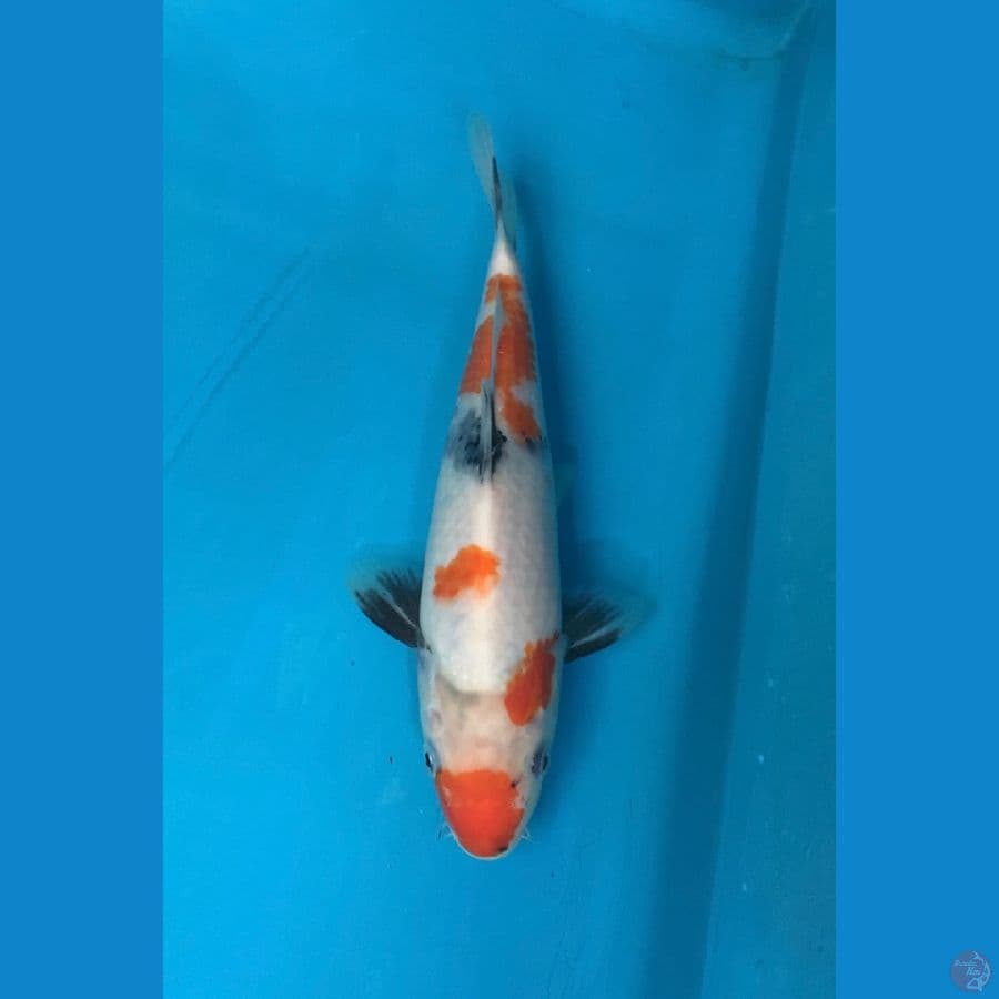 Import Showa Muroi Koi