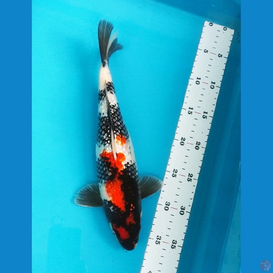 showa ginrin 32cm male