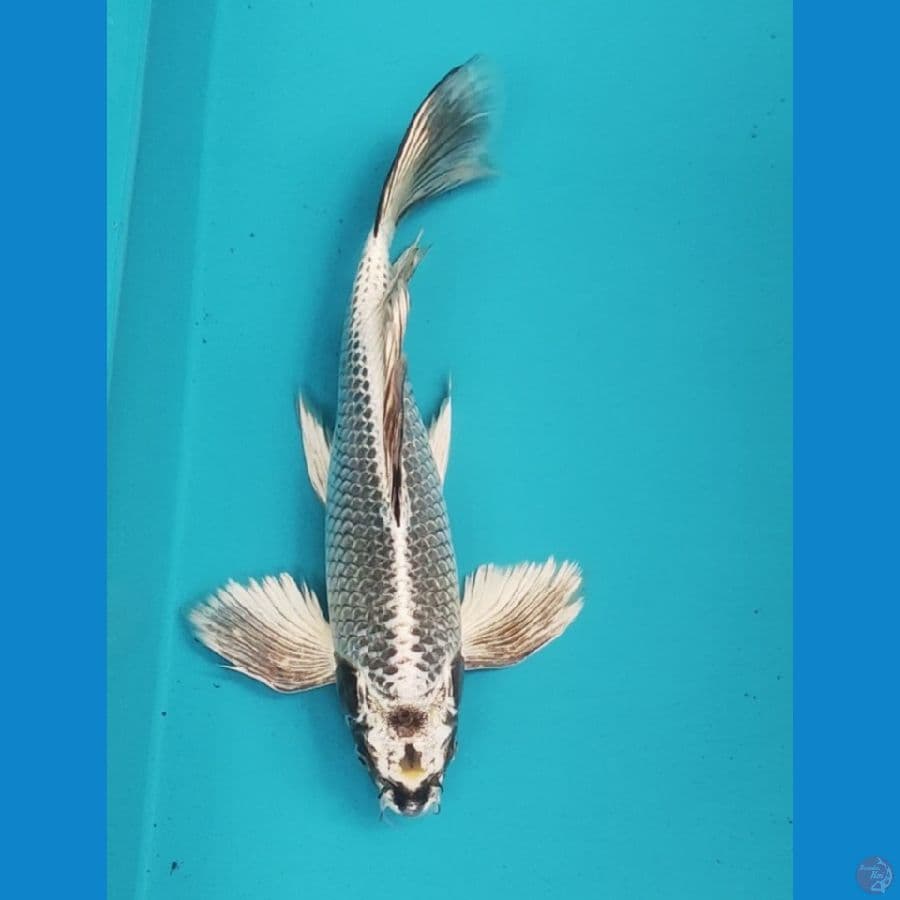 kumpay gin matsuba 33cm male