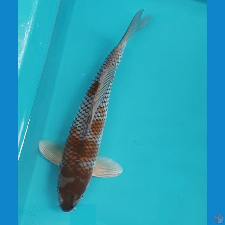 ochiba 33cm male
