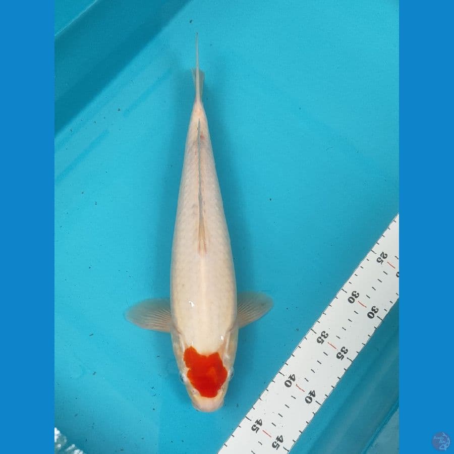 tancho kohaku 34cm male