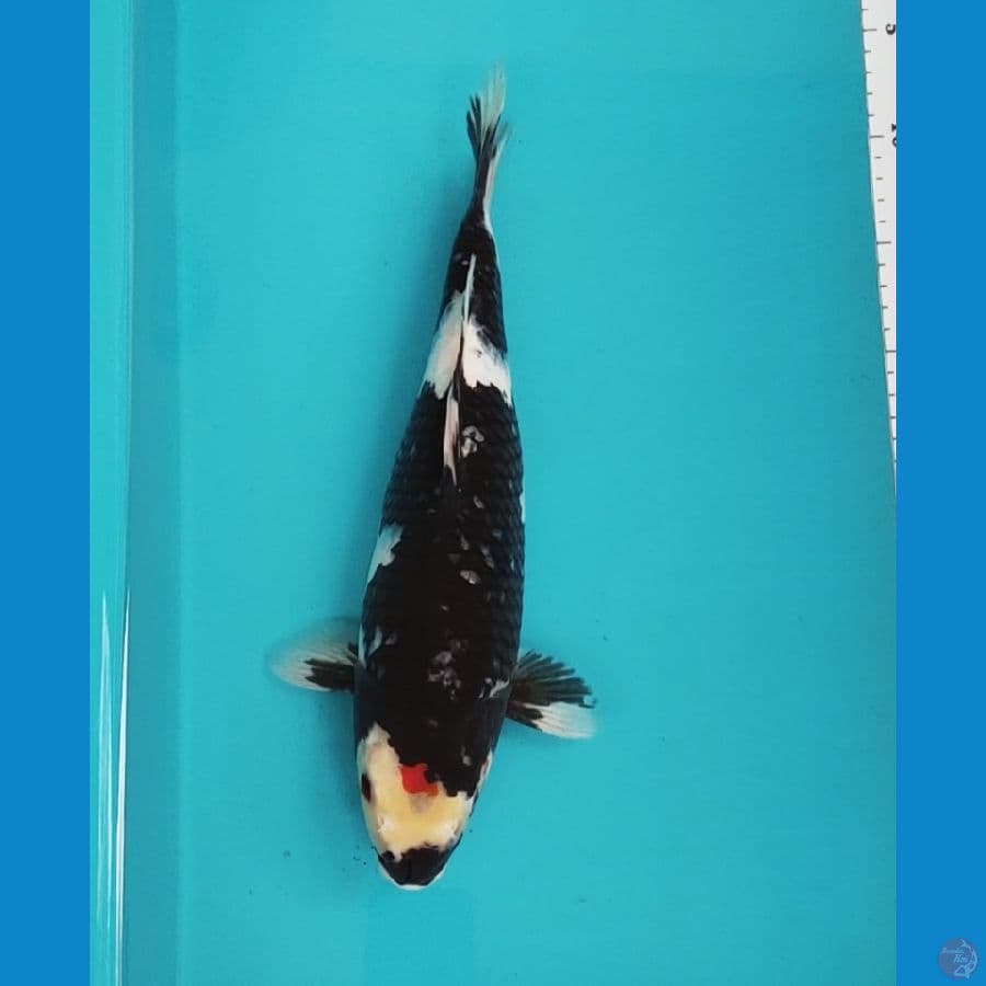 showa jetblack 34cm fm
