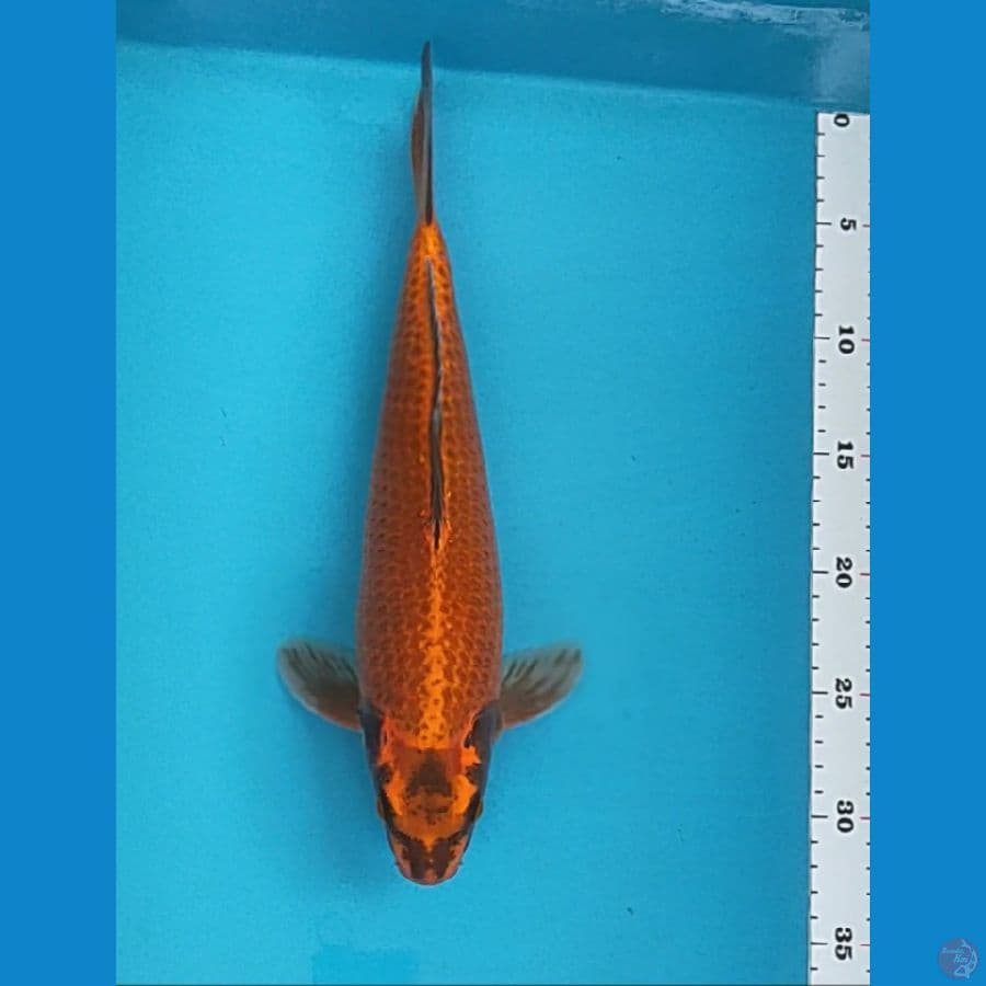 red chagoi 33cm male