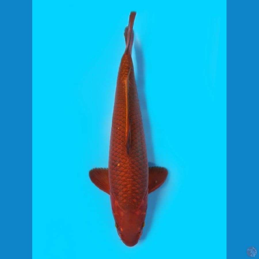 Chagoi Tembaga 42cm Male bakat jumbo punuk an.