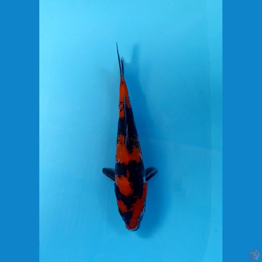 hi showa 23cm