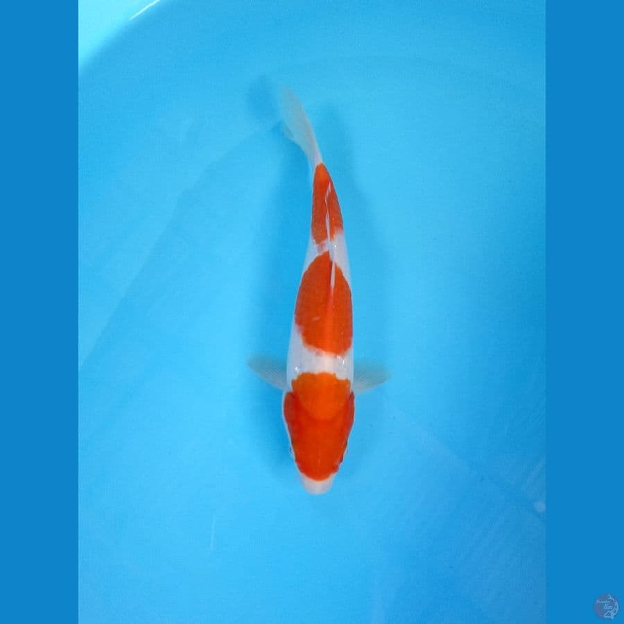kohaku 23cm