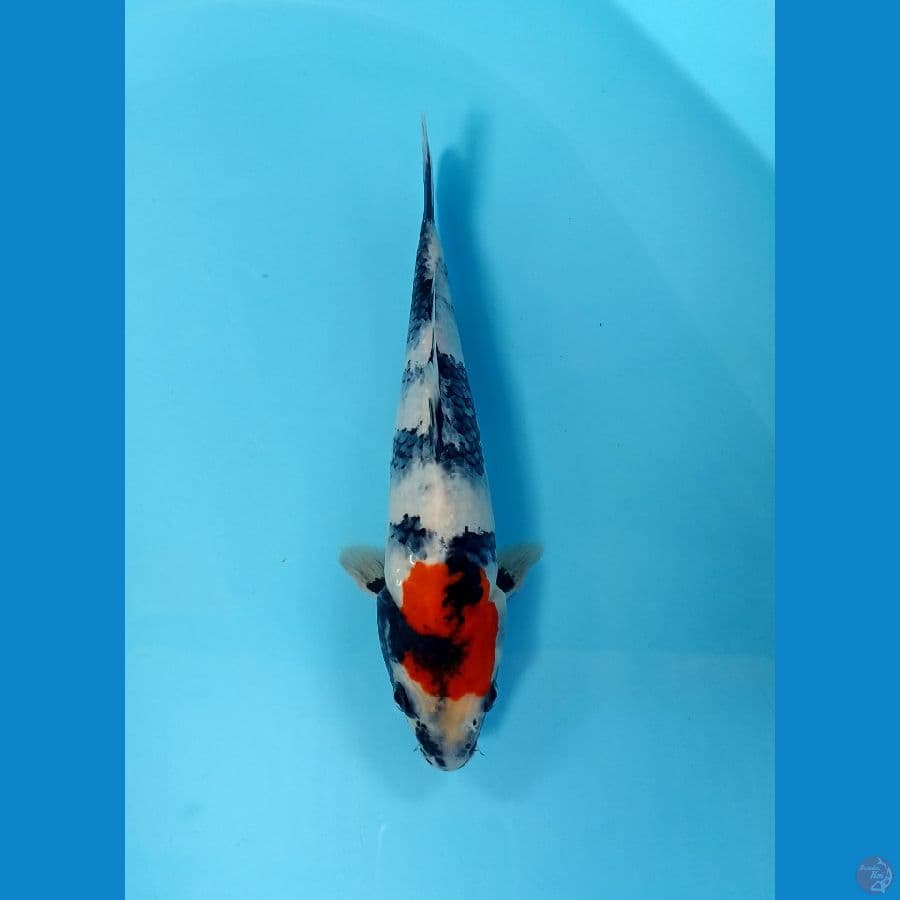 tancho showa 25cm