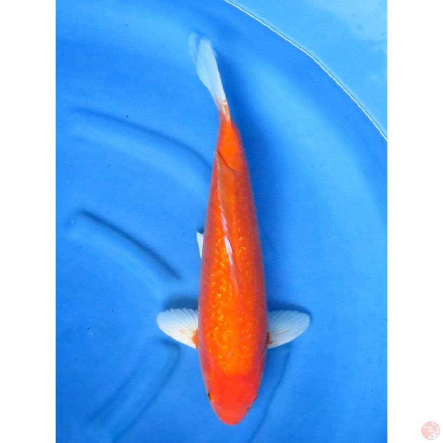 52cm , Male - Jumbo Aka Hajiro Ginrin Bersih