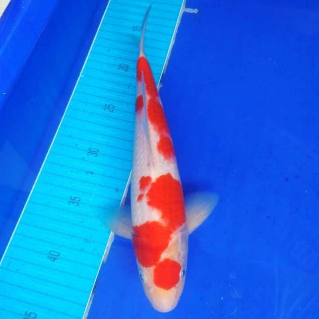 Maruten kohaku anakan impor