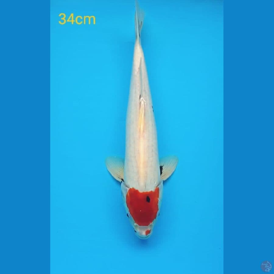 tancho 34cm