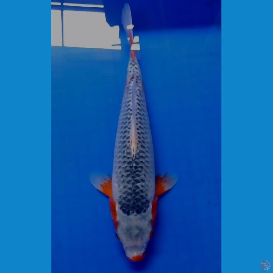 asagi 32 cm