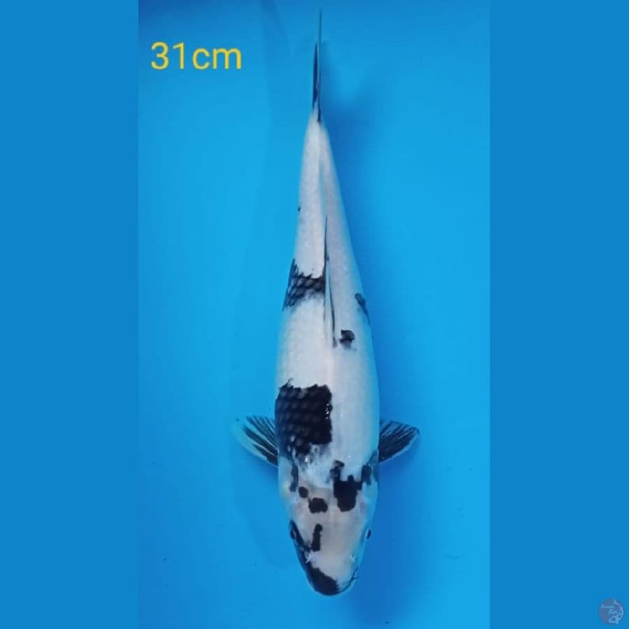 shiro 31cm