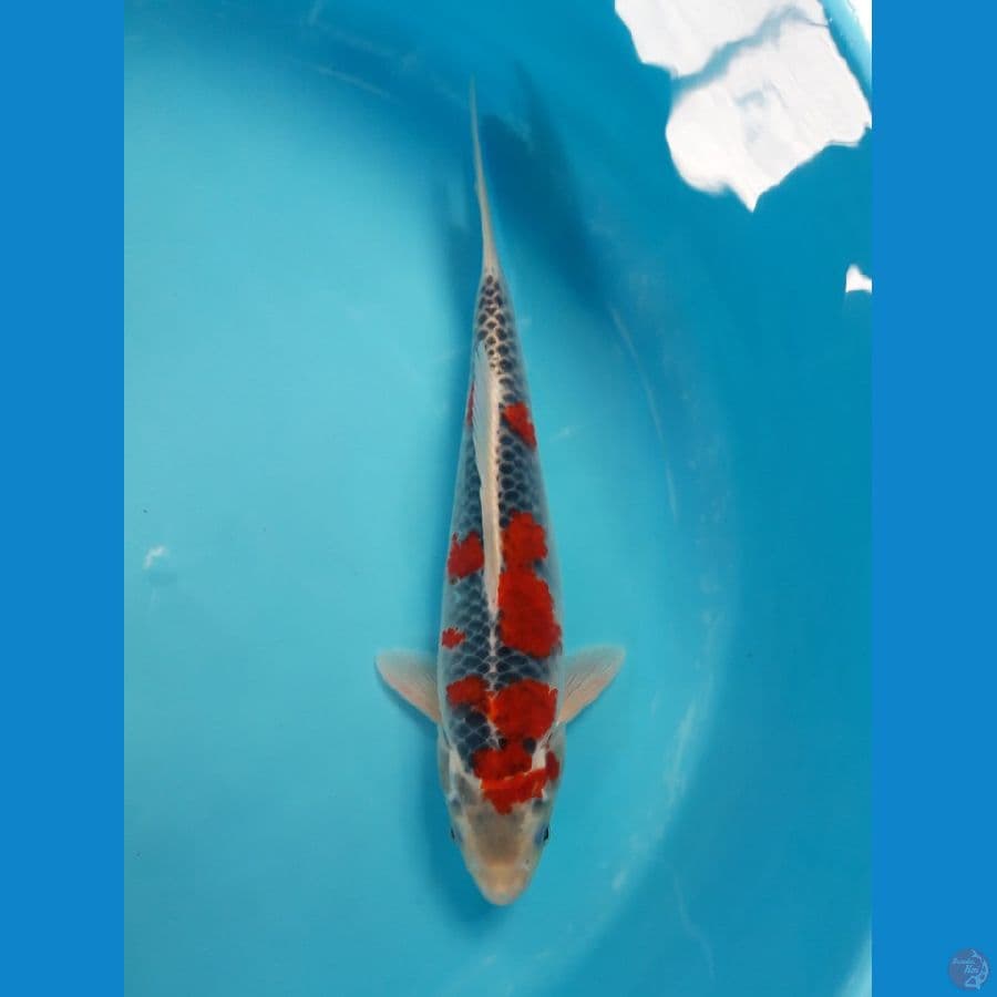 Goshiki Male Super Red 32cm