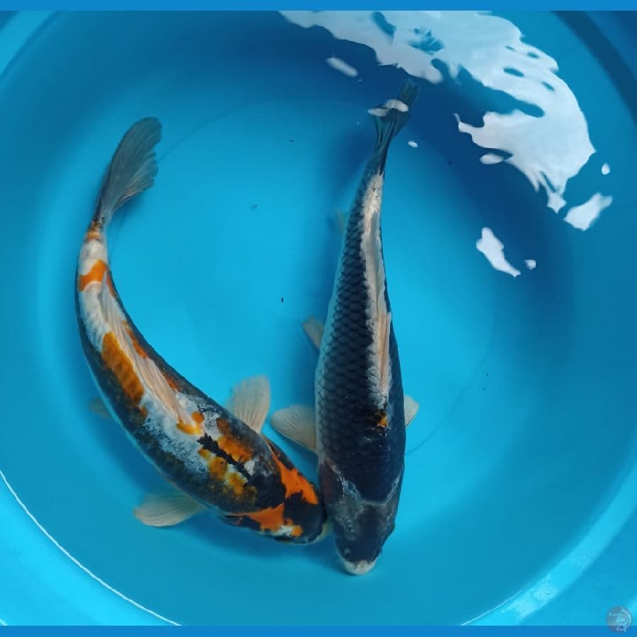 duo cantik 30,31 cm