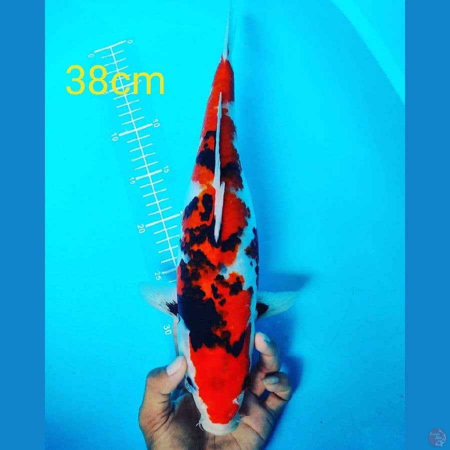 showa 38cm