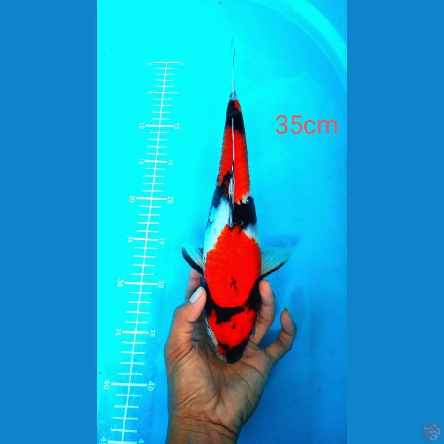 showa 35cm jreng