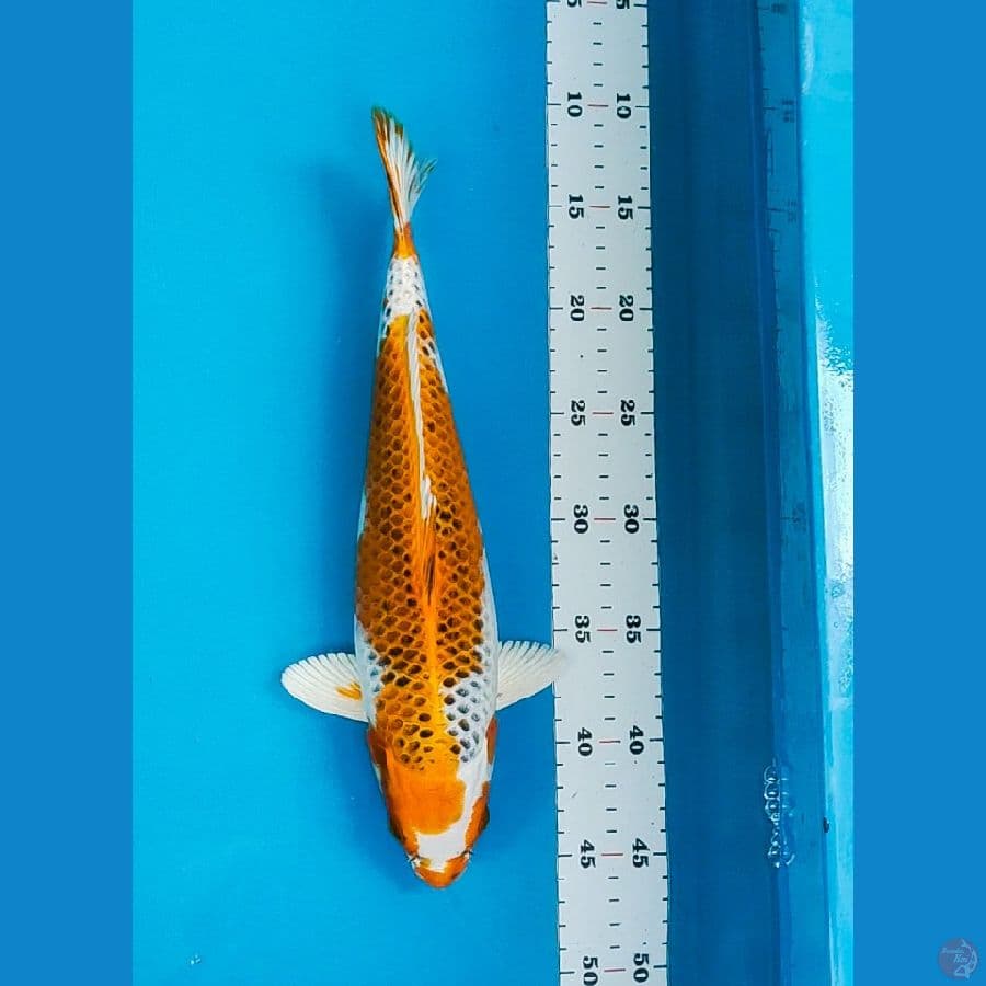 kujaku 33cm fm