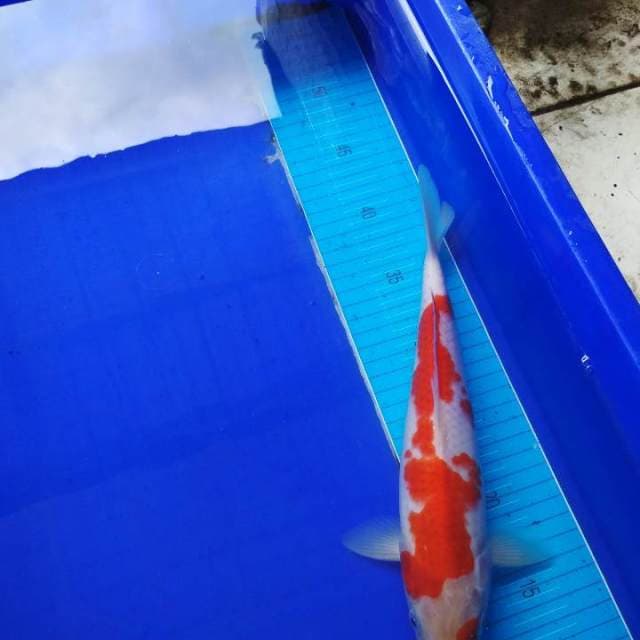 Kohaku anakan impor
