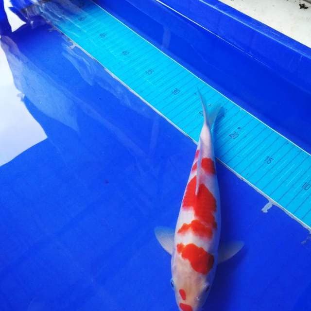 Kohaku anakan impor