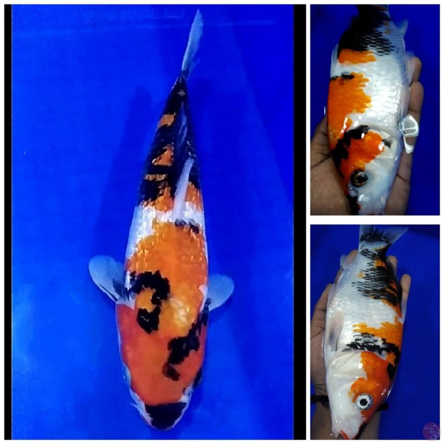 _jm01_ showa ginrin 27cm/ml