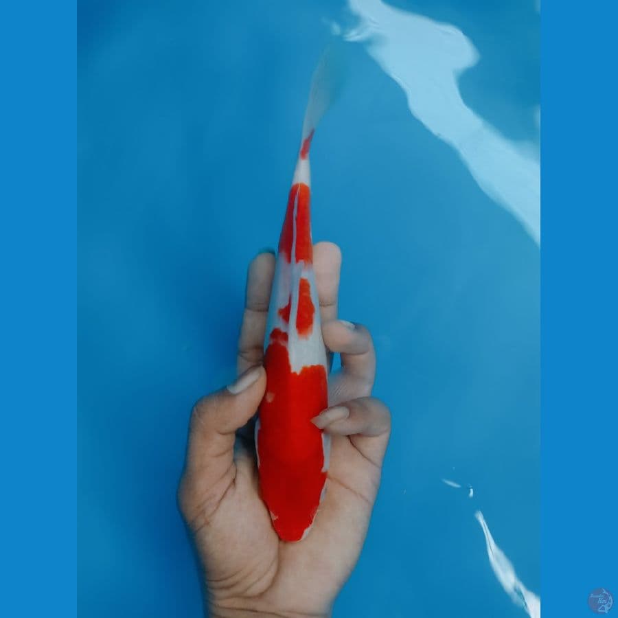 kohaku
