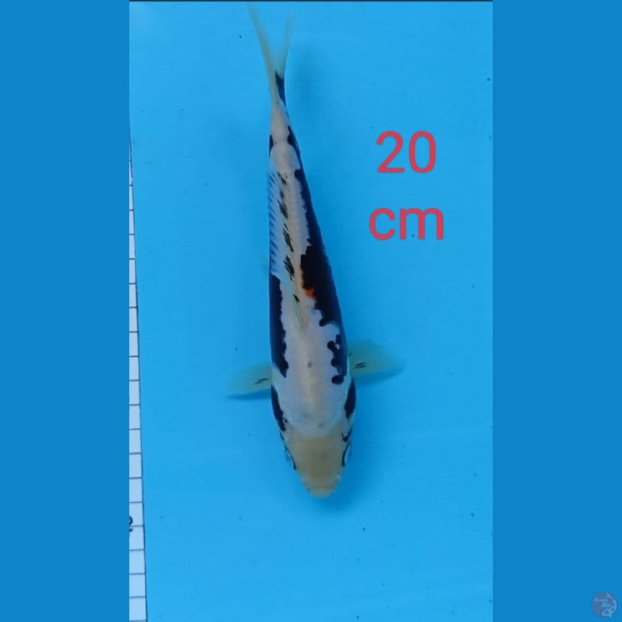 kumonryu 20 cm